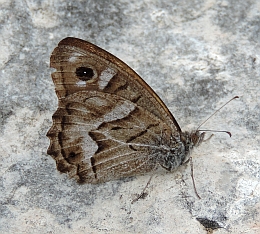 Striped Grayling – Hipparchia fidia